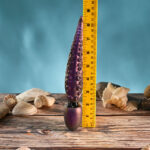 Gender X INTO THE DEEP - Purple 21.7 cm USB Rechargeable Tentacle Fantasy Massage Wand - Image 8