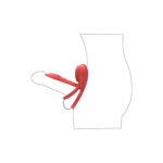 Adam & Eve VIBRATING ROSE GIRTH ENHANCER